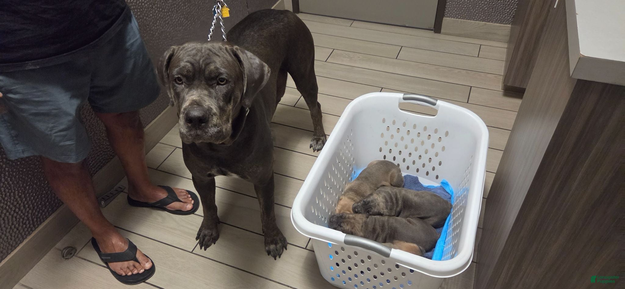 Cane Corso dogs Cane Corso 2 - Ad 29