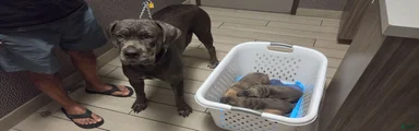 Cane Corso 2