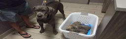Cane Corso dogs for sale: Cane Corso 2 - Ad 1