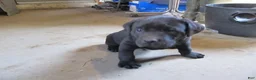 Labrador Retriever dogs for sale: Labrador Retriever Puppy 2 - Ad 5