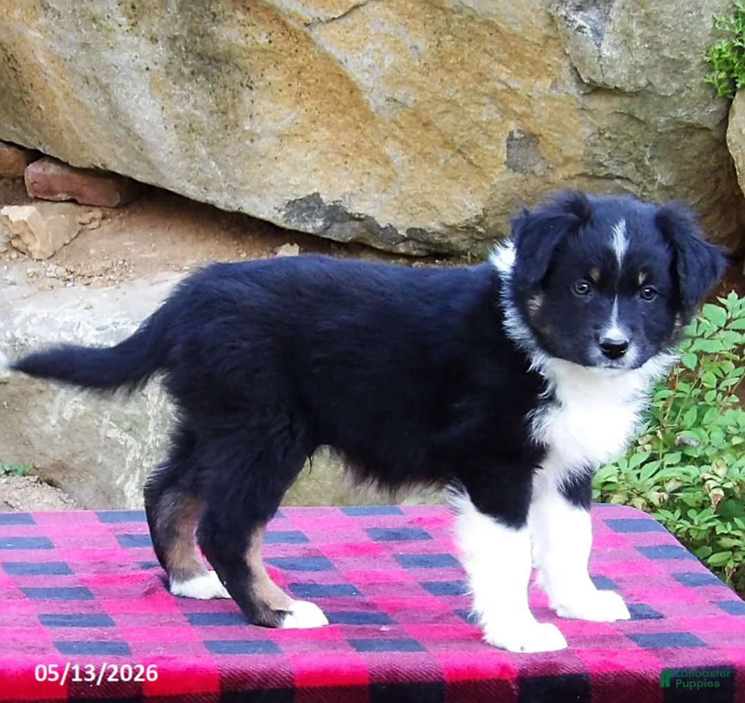 Australian Shepherd dogs for sale: Flash - Ad 2
