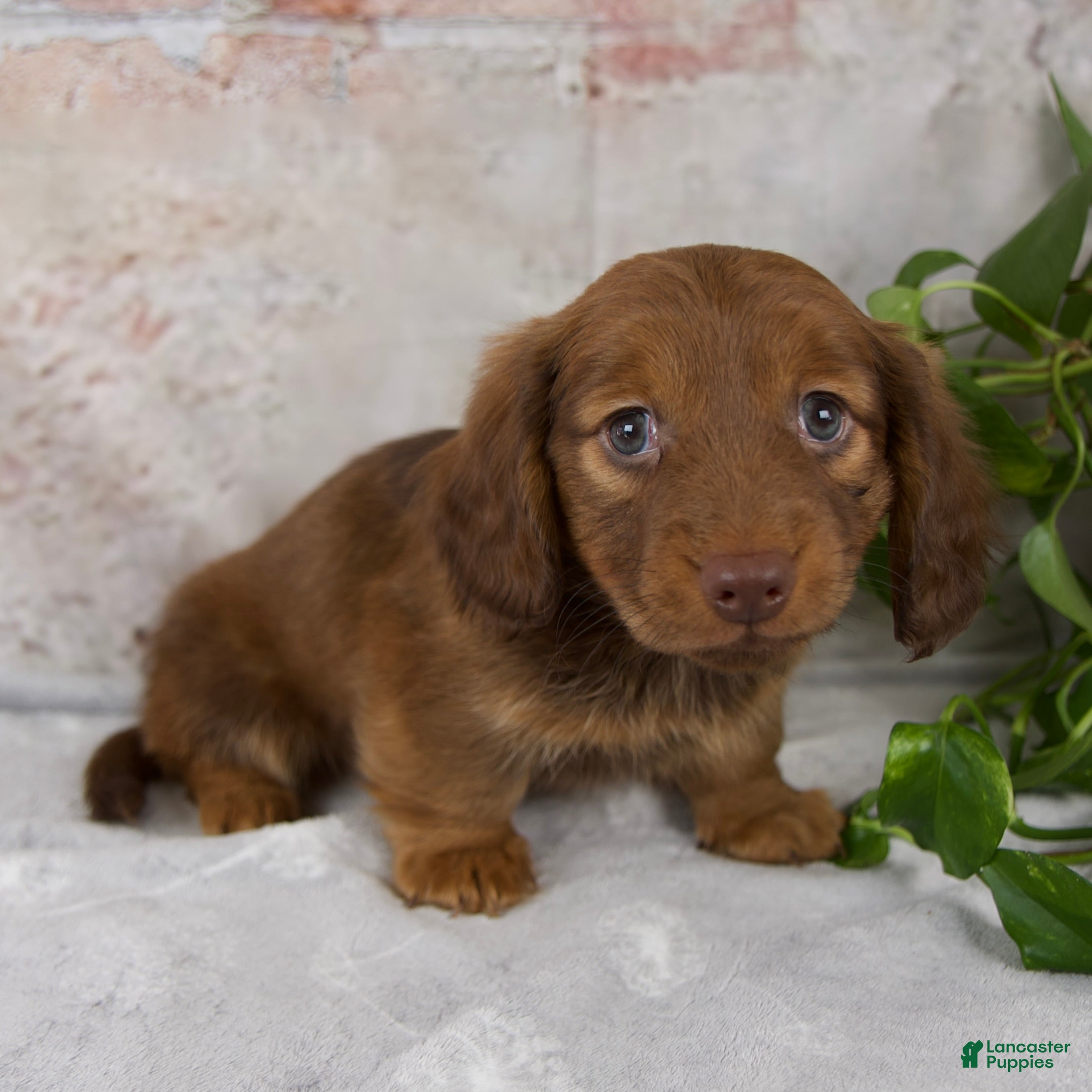 Miniature Dachshund dogs Otis - Ad 2