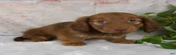 Miniature Dachshund dogs for sale: Otis - Ad 2