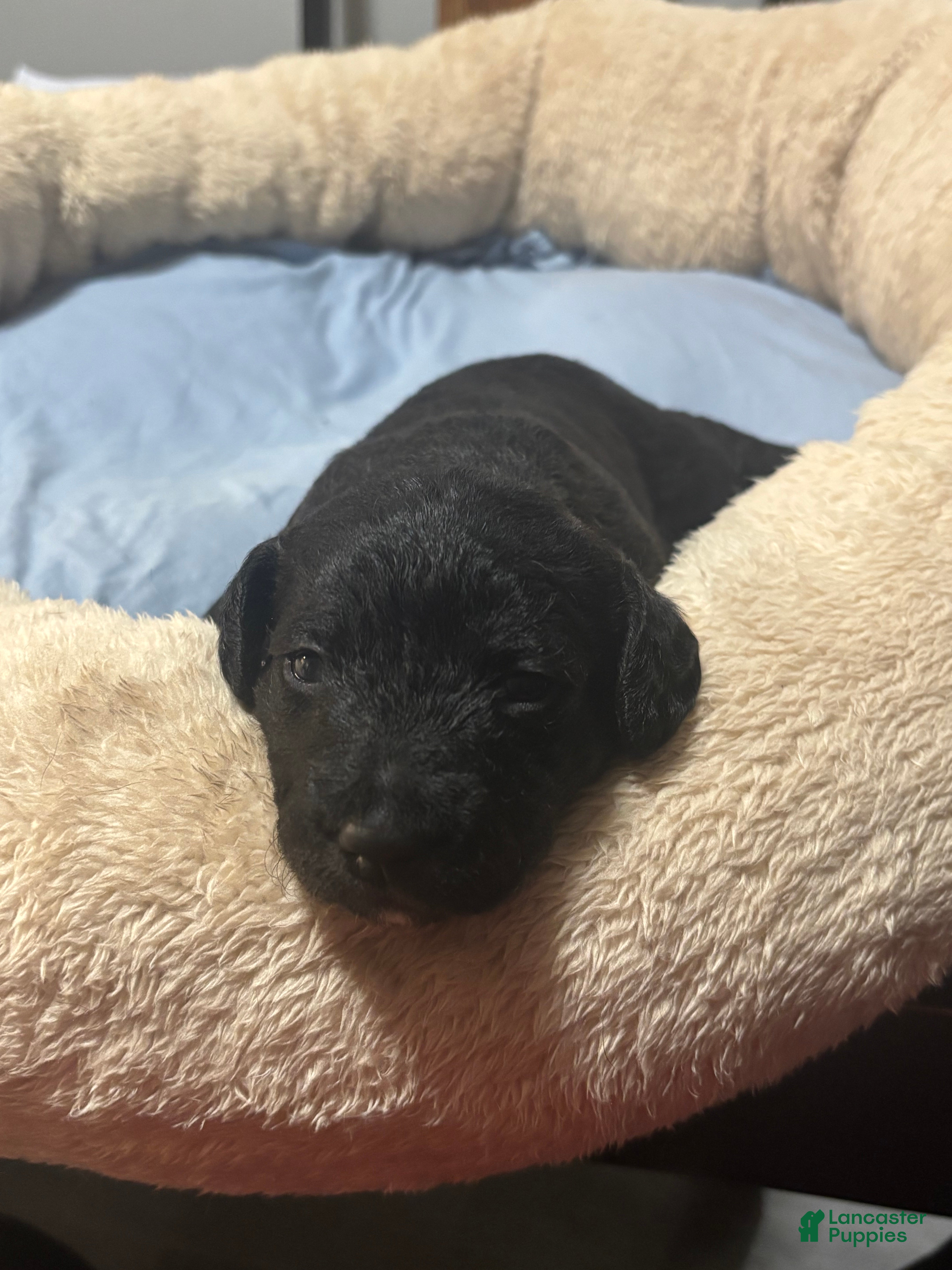 Yorkiepoo dogs  Unique - Ad 4