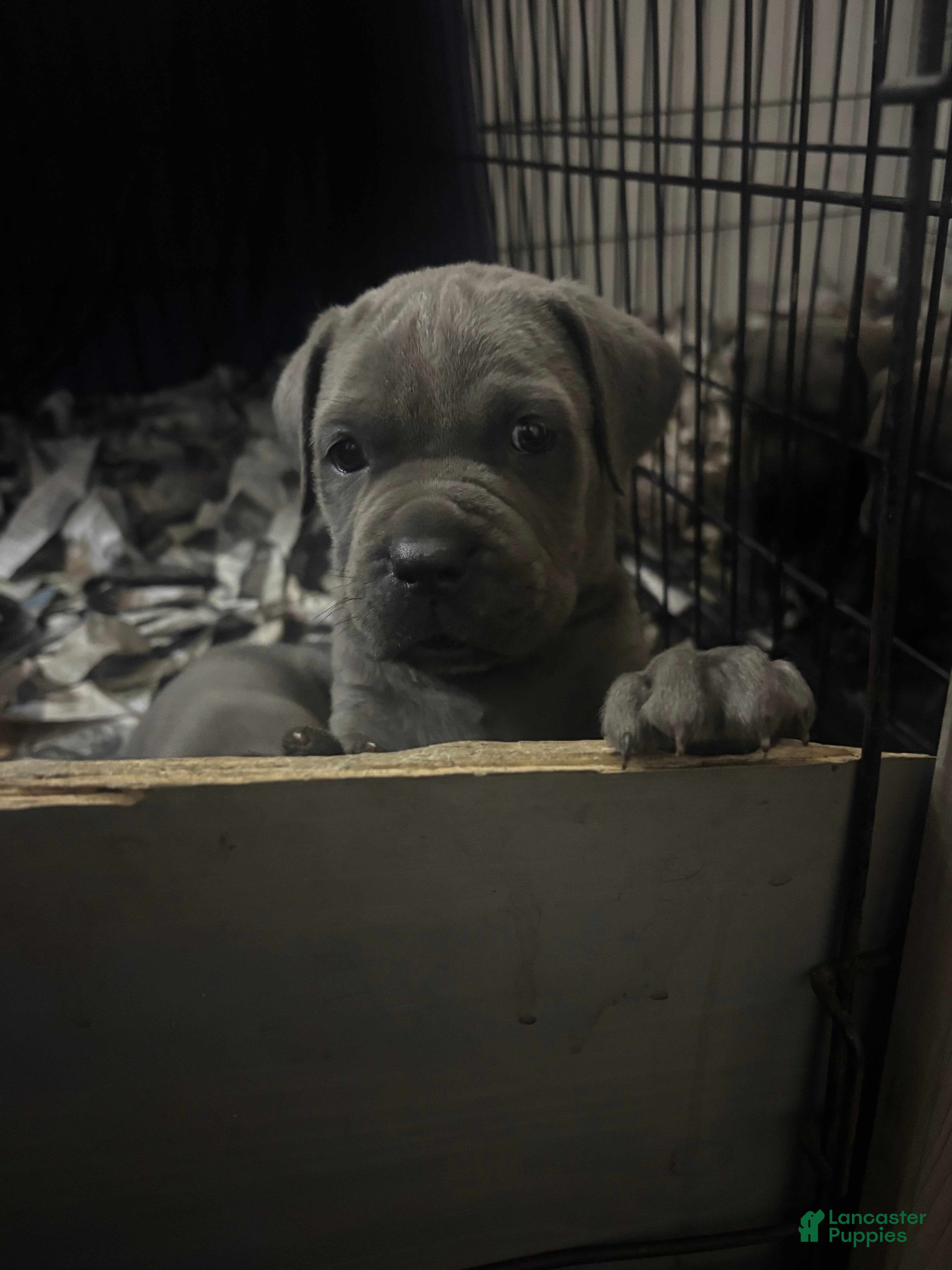 Cane Corso dogs Neeko - Ad 24
