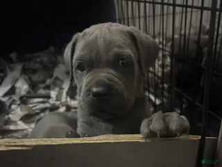 Cane Corso dogs Neeko - Ad 24