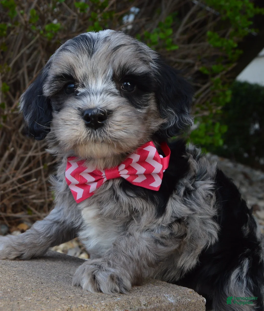 Mini Bernedoodle dogs for sale: Mini Bailey - Ad 1