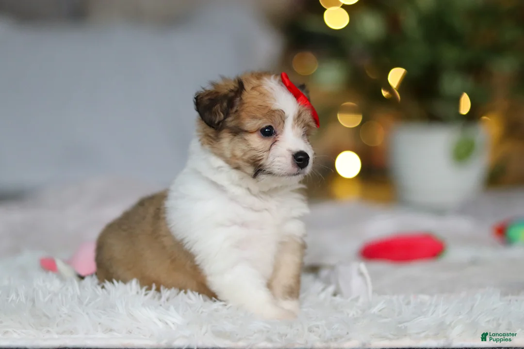 Mixed Breed dogs for sale: Billie - Ad 5