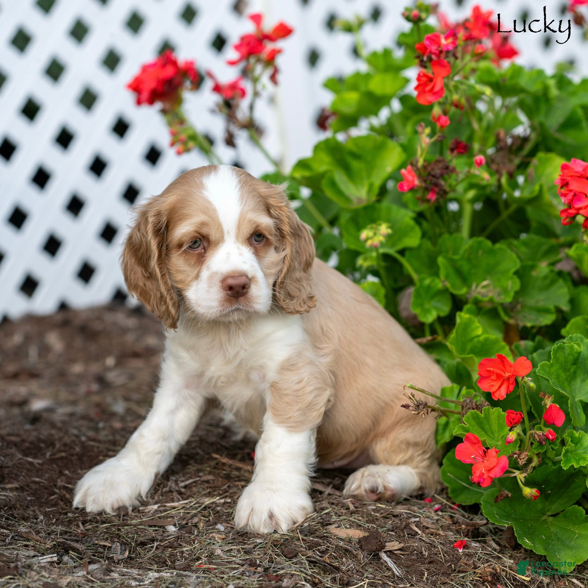 Cocker Spaniel dogs Lucky - Ad 1