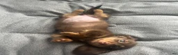 Miniature Dachshund dogs for sale: Miniature Dachshund Puppy 1 - Ad 2