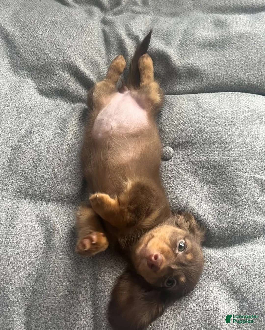 Miniature Dachshund dogs for sale: Miniature Dachshund Puppy 1 - Ad 2