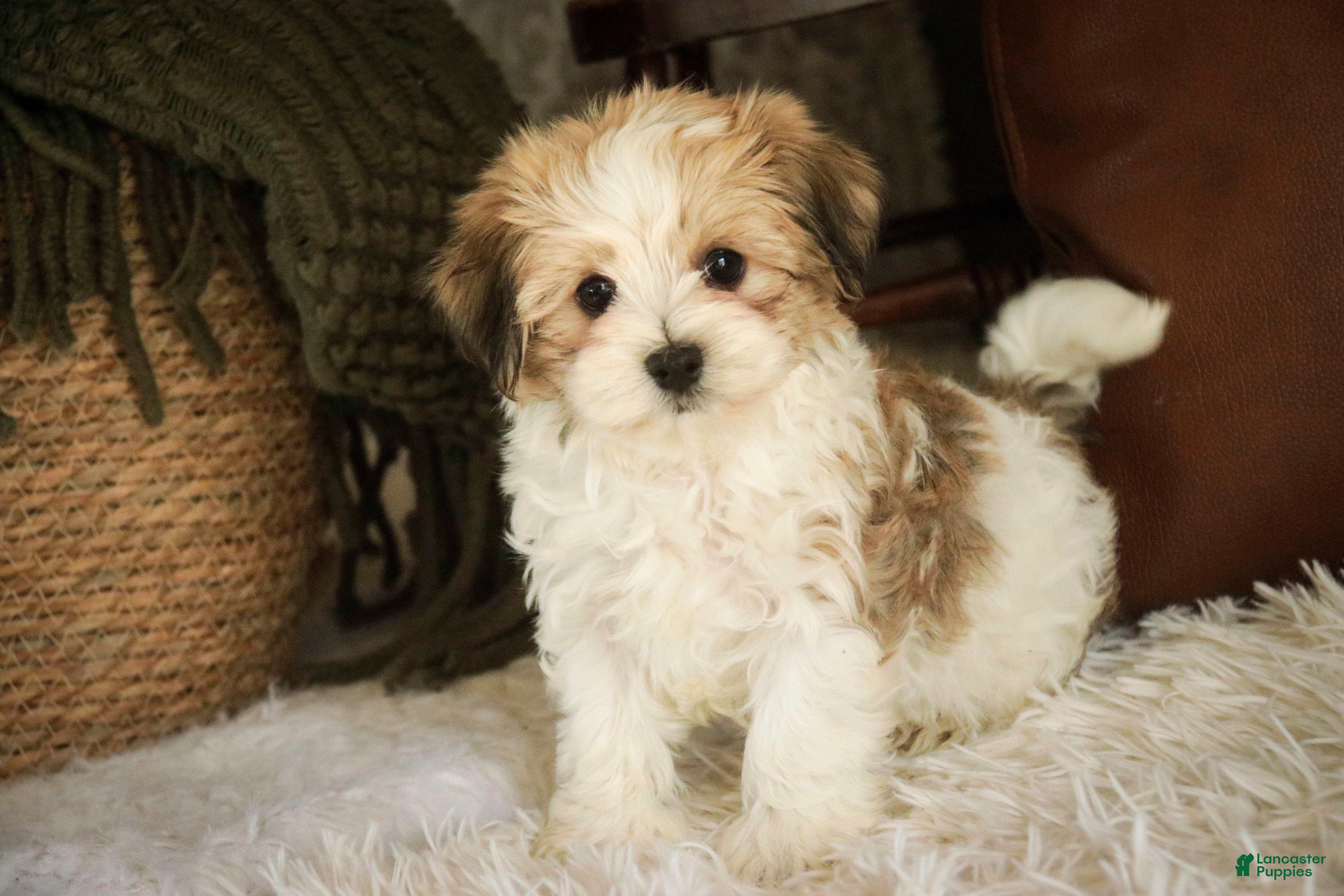 Havanese dogs Louis - Ad 1