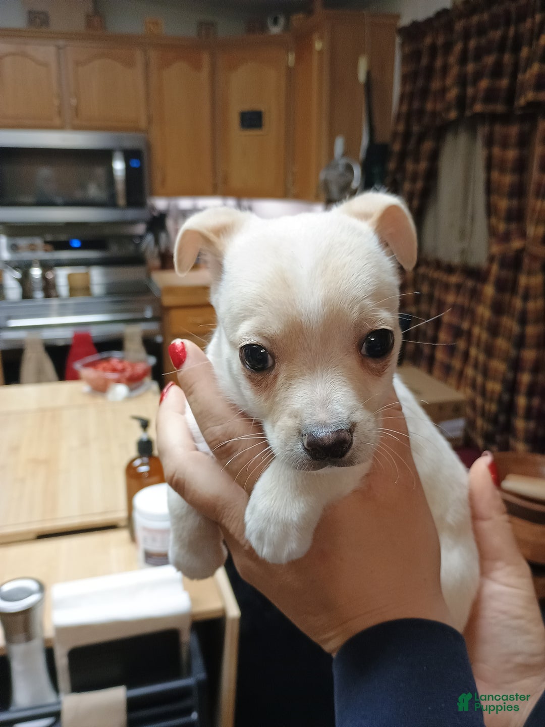 Chihuahua dogs for sale: Ziggy toy - Ad 4