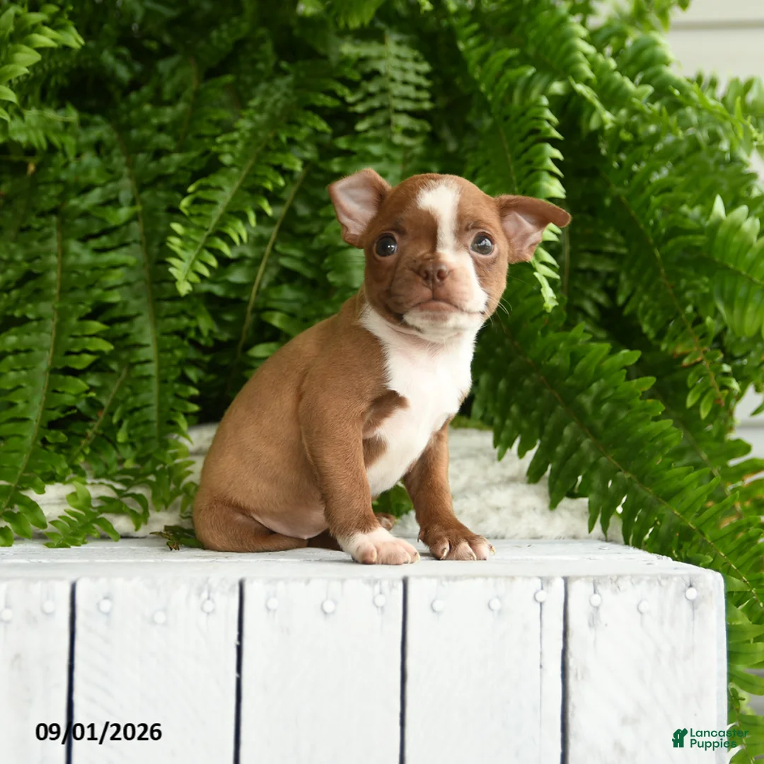 Boston Terrier dogs for sale: Athena - Ad 2