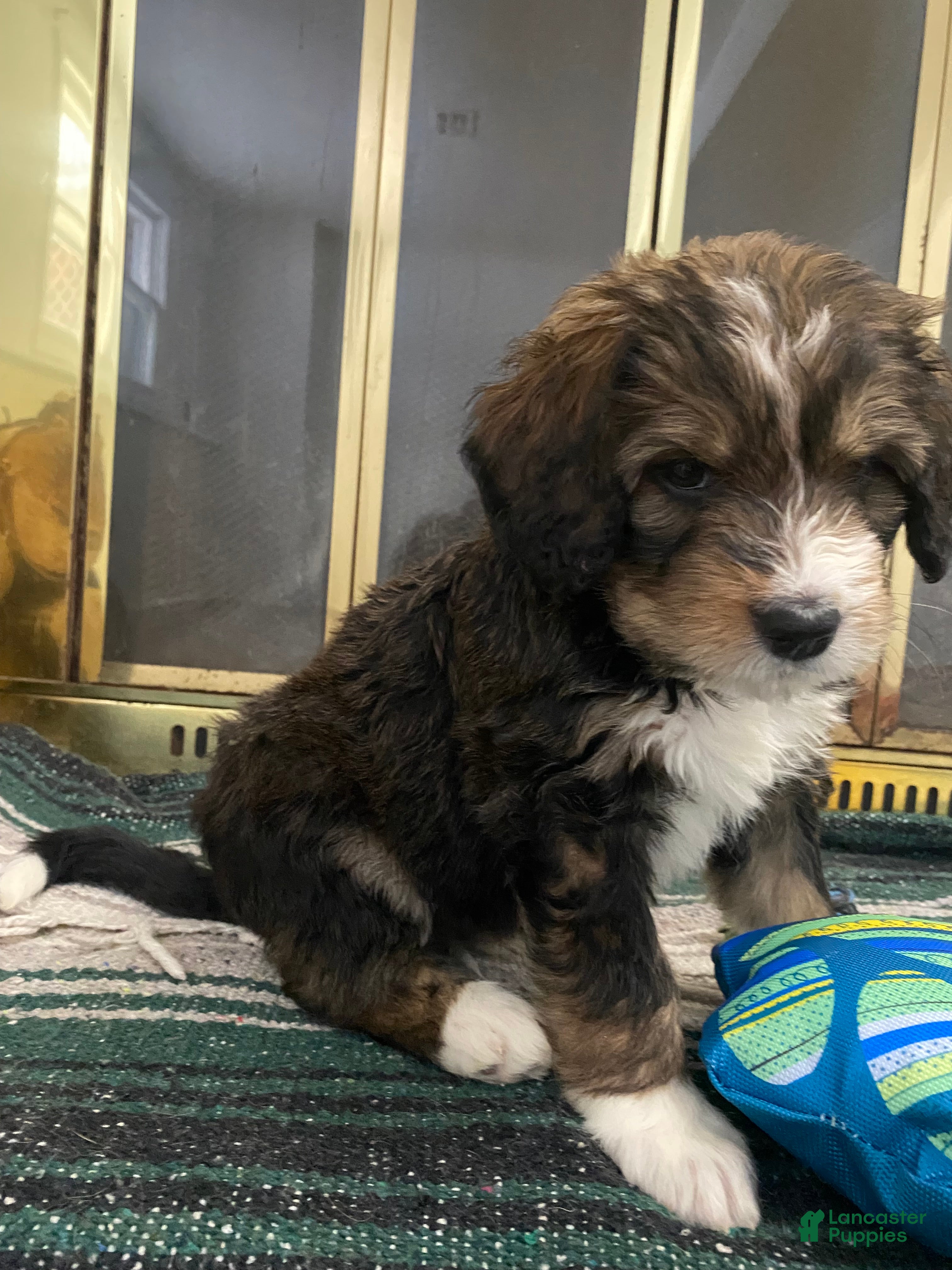 Bernedoodle dogs  River 💖 13-16th -$200. - Ad 2