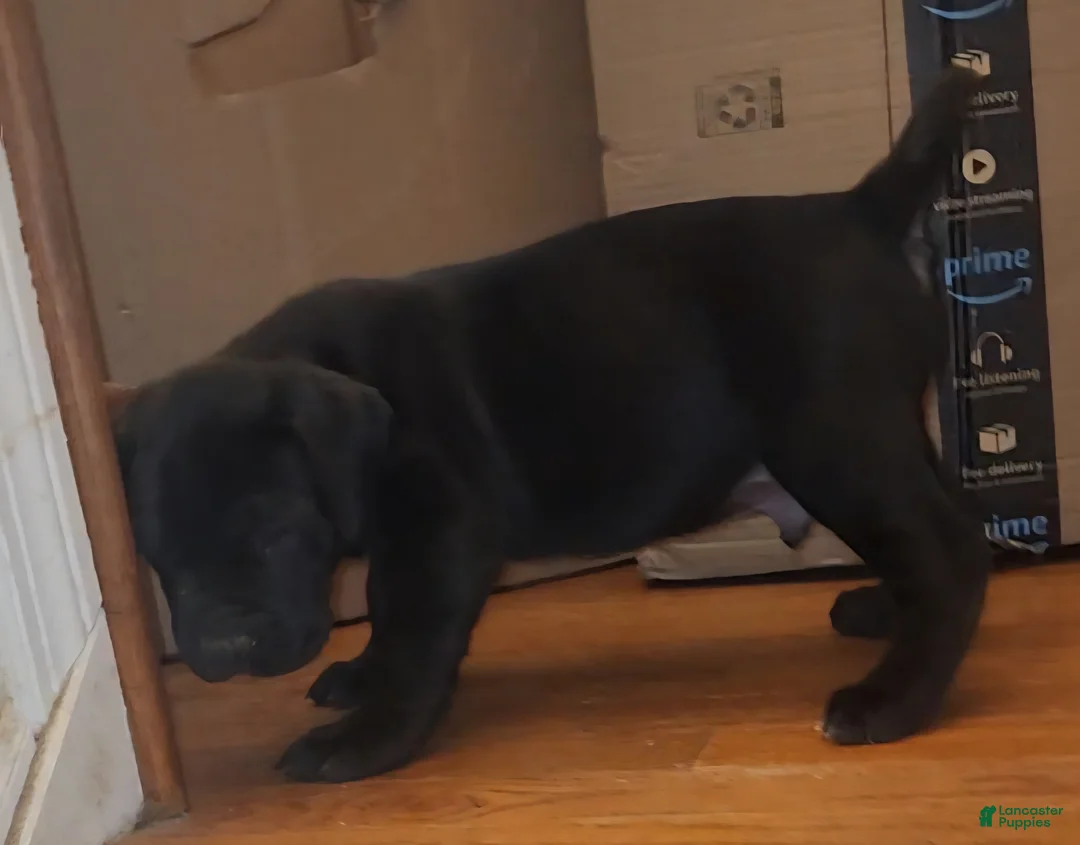 South African Boerboels dogs for sale: King - Ad 2