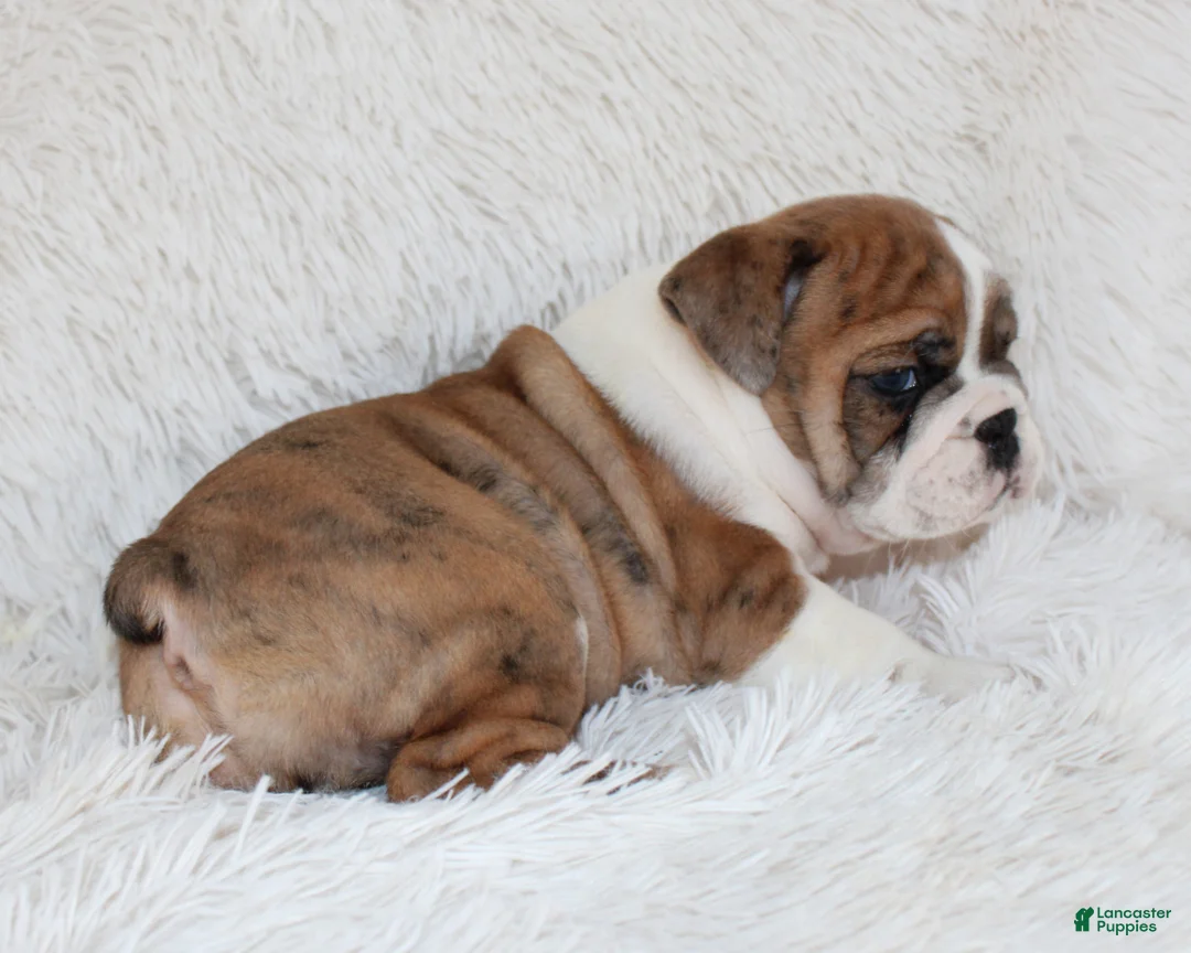 English Bulldog dogs for sale: AKC Oakley - Ad 10