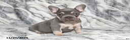 French Bulldog dogs for sale: Love Bug - Ad 15