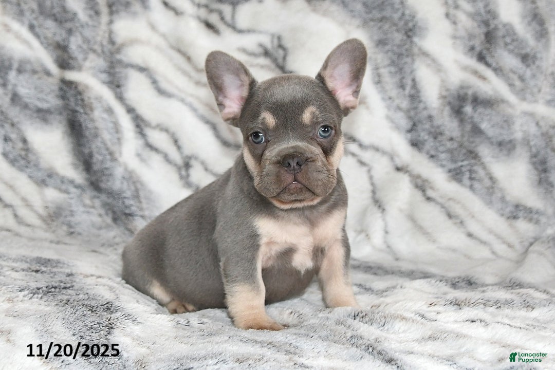 French Bulldog dogs for sale: Love Bug - Ad 15