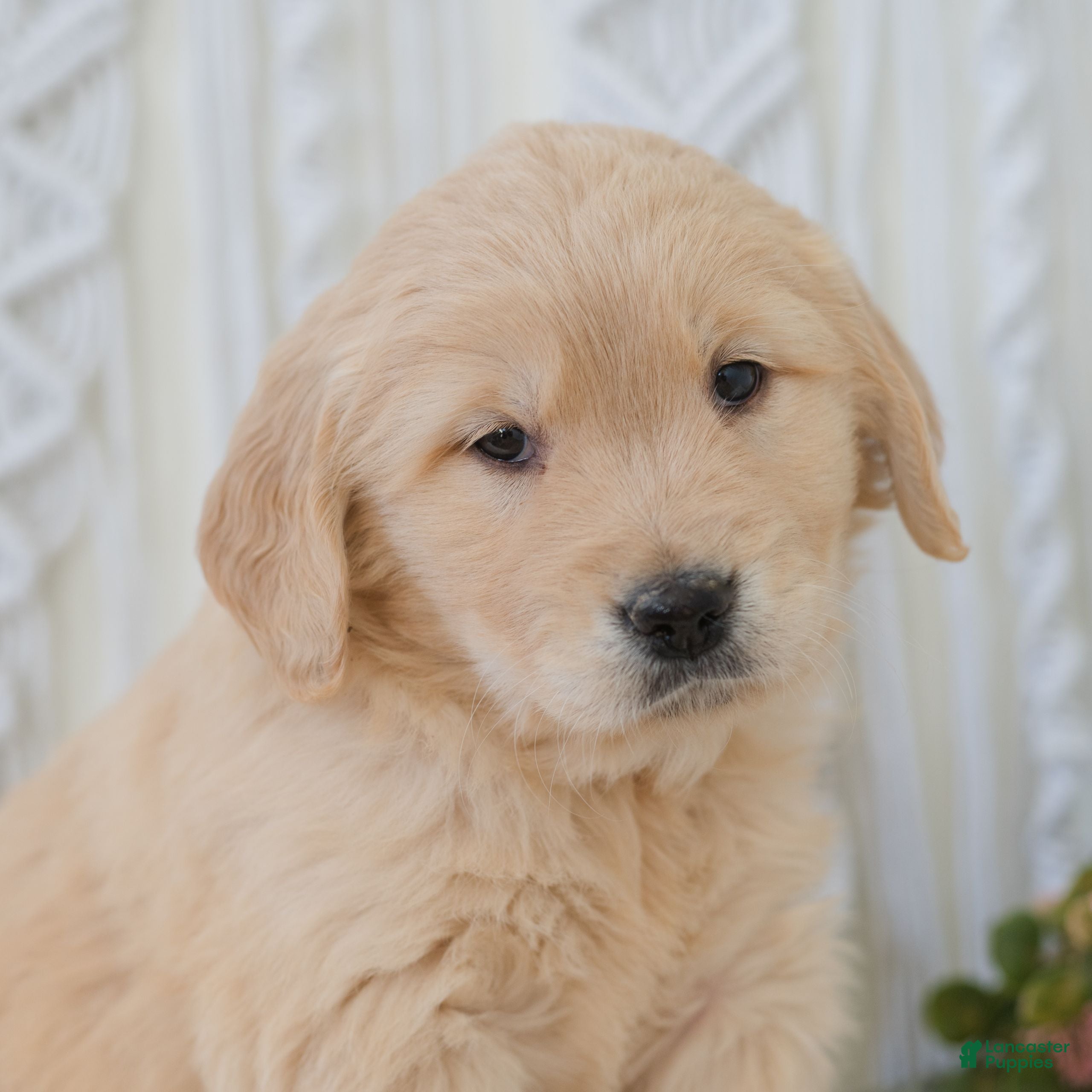 Golden Retriever dogs Tiana  - Ad 1