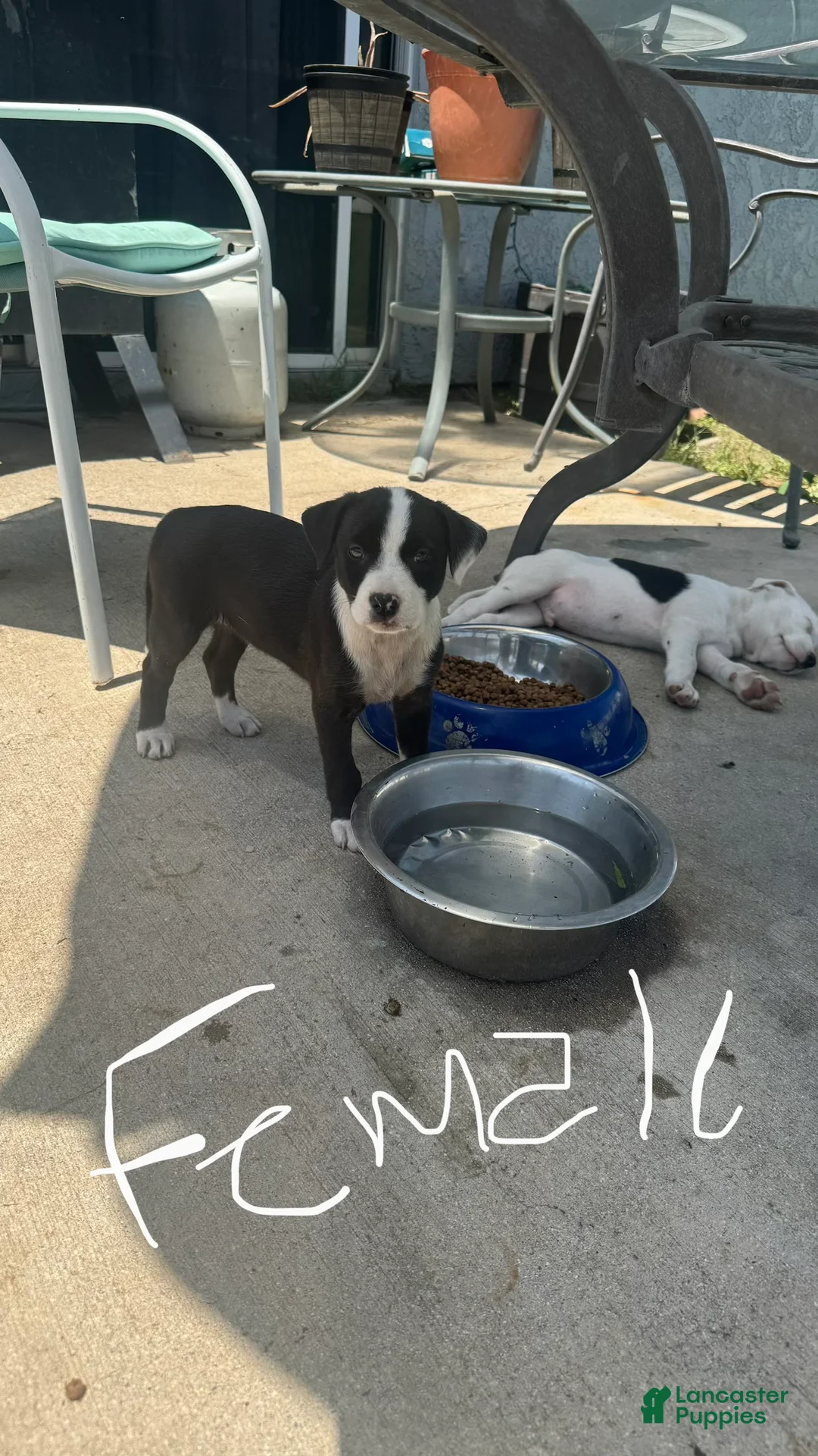 Mixed Breed dogs for sale: Female - Ad 2
