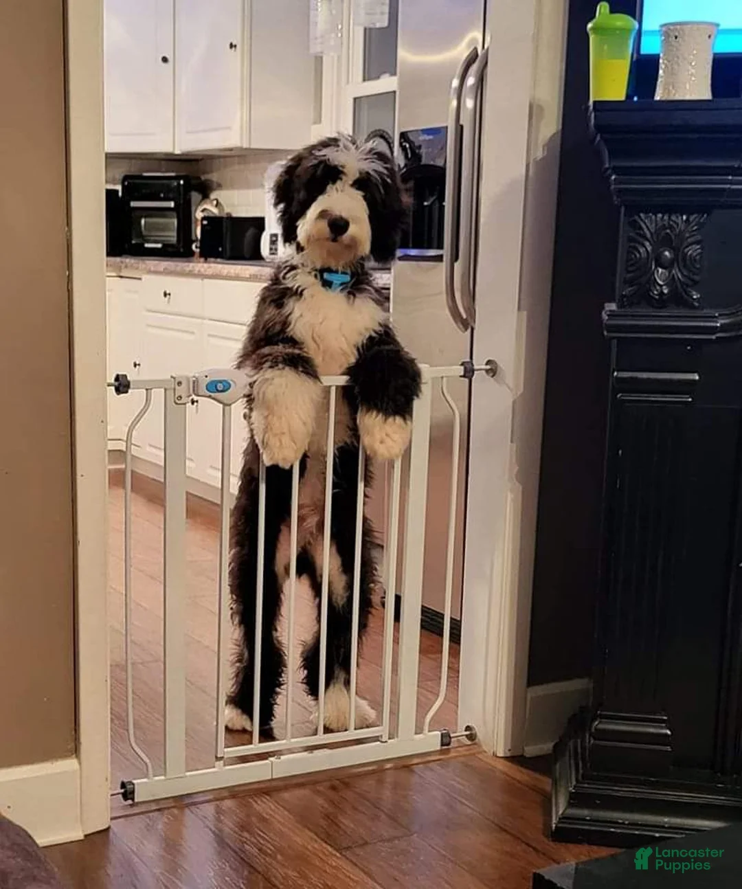 Gallery Image {{count}}