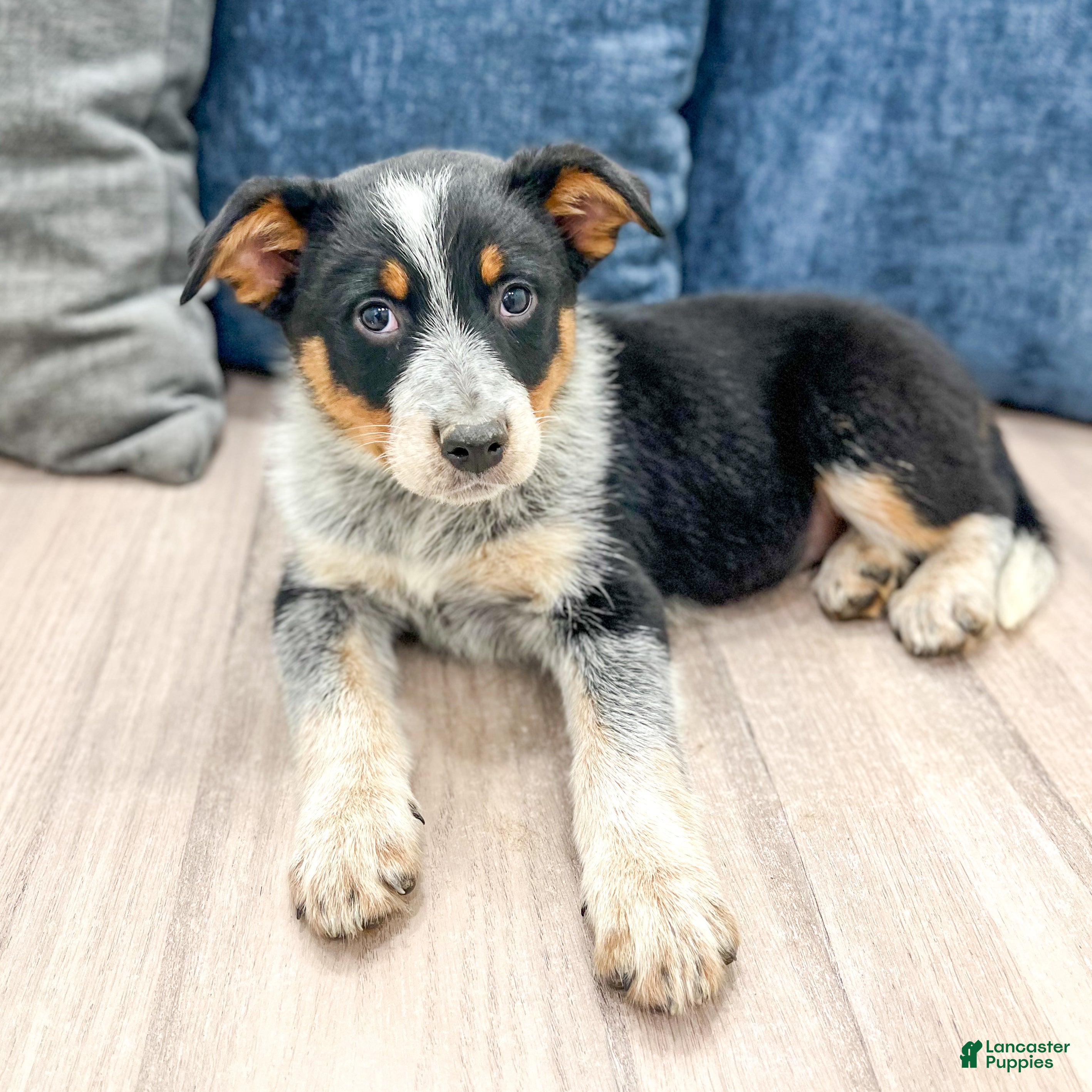 Australian Cattle Dog dogs for sale: Rocky - Ad 2