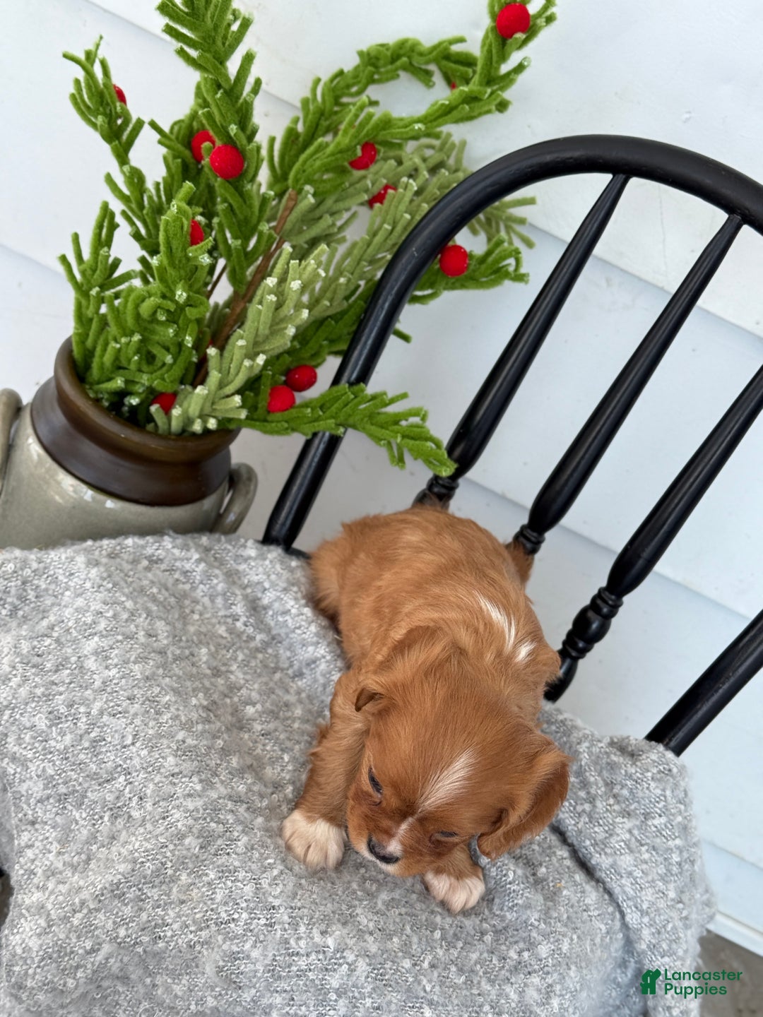 Cavalier King Charles Spaniel dogs for sale: Walden - Ad 2