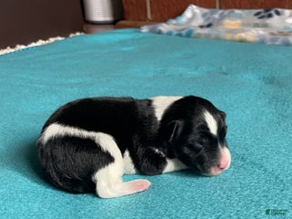 Mixed Breed dogs Stripe - Ad 14