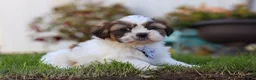 Shih Tzu dogs for sale: Chase - Ad 3