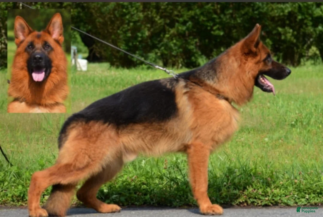 German Shepherd dogs for sale: Xena - Ad 6