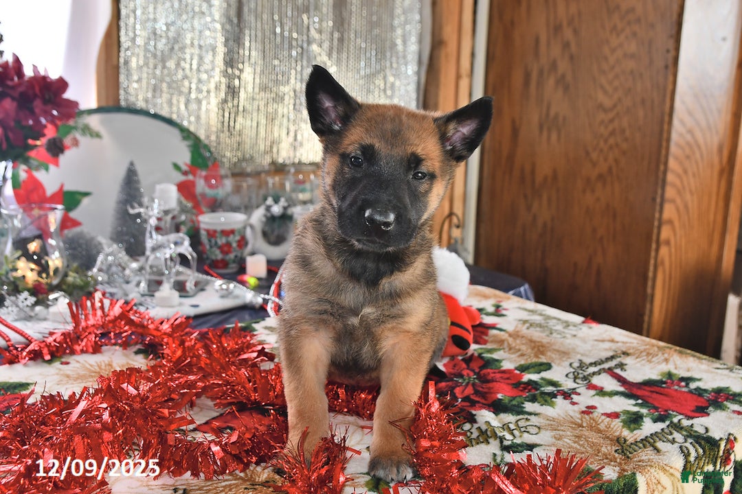 Belgian Malinois dogs for sale: Diesel - Ad 1