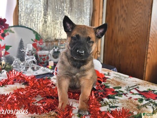 Belgian Malinois dogs Diesel - Ad 12