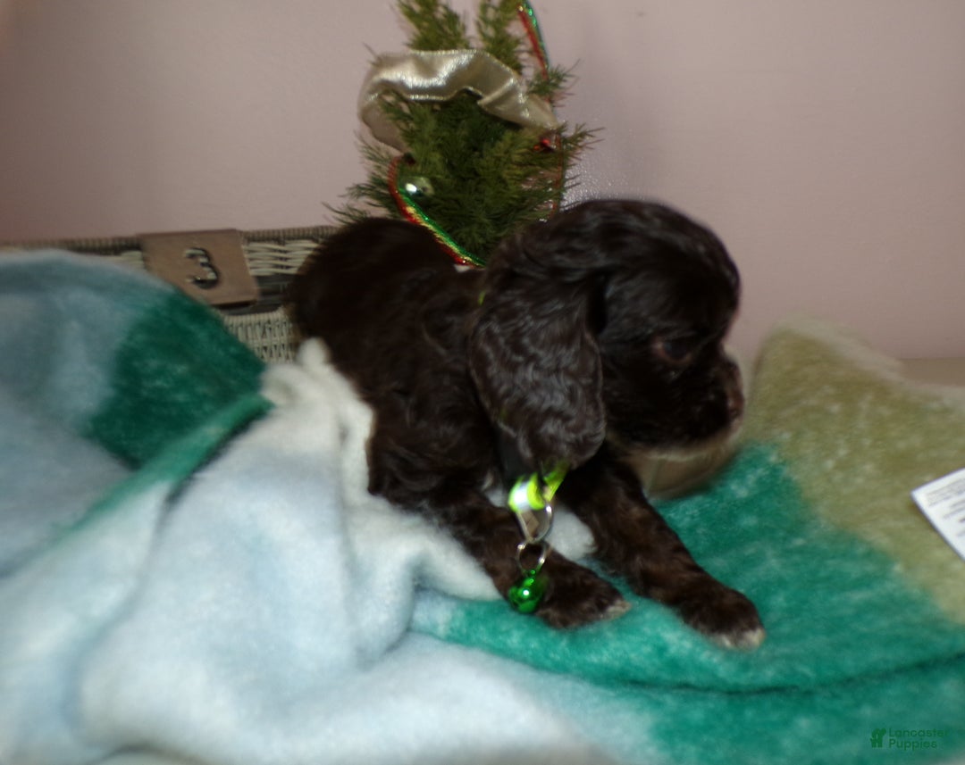 Cocker Spaniel dogs for sale: Cocker Spaniel Puppy 3 Mindy - Ad 3