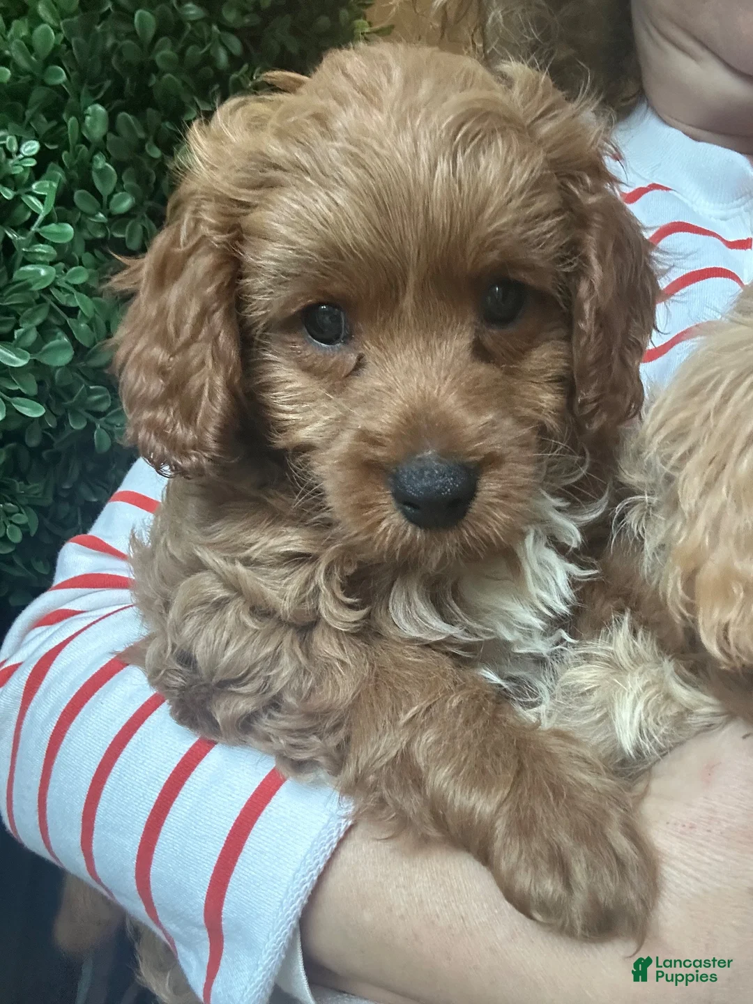 Cavapoochon dogs for sale: 💙 Skye- boy - Ad 2