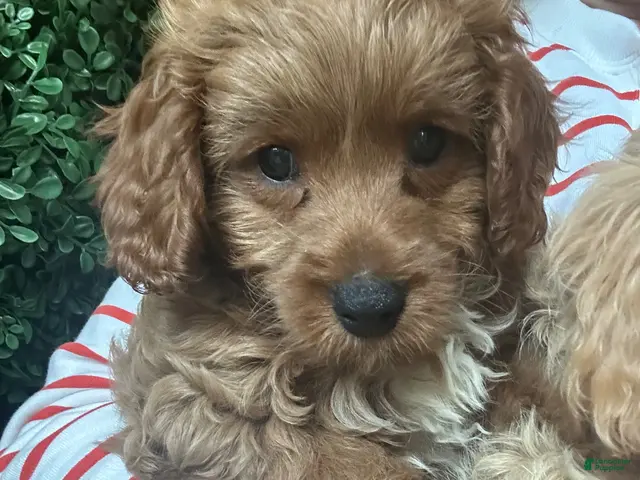 Cavapoochon dogs for sale: 💙 Skye- boy - Ad 2