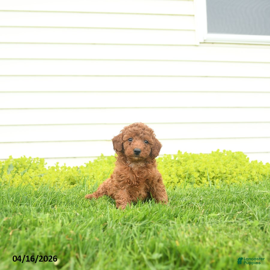 Miniature Poodle dogs Elvis - Ad 1