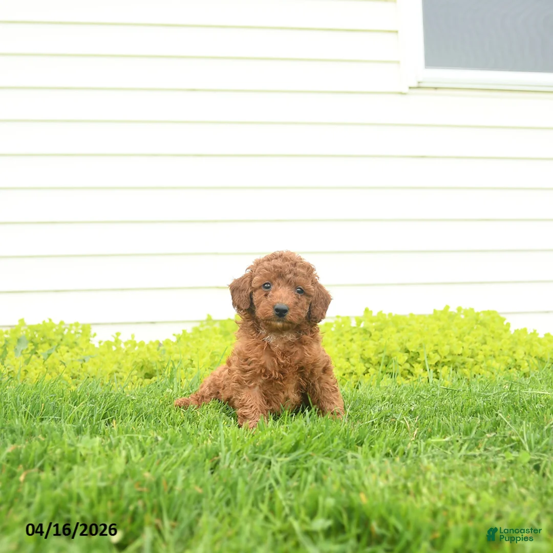 Miniature Poodle dogs for sale: Elvis - Ad 1