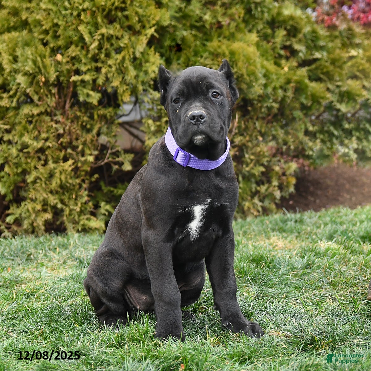 Cane Corso dogs Meadow - Ad 14