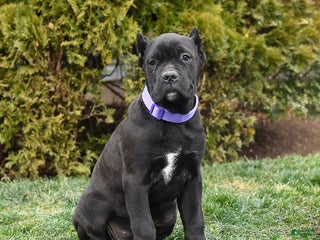 Cane Corso dogs Meadow - Ad 4