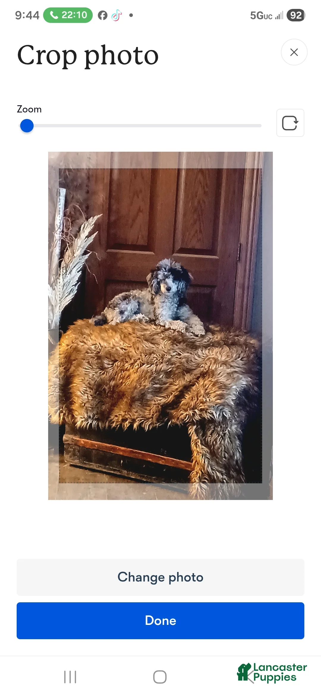 Shihpoo dogs for sale: Shihpoo Puppy 2 - Ad 3