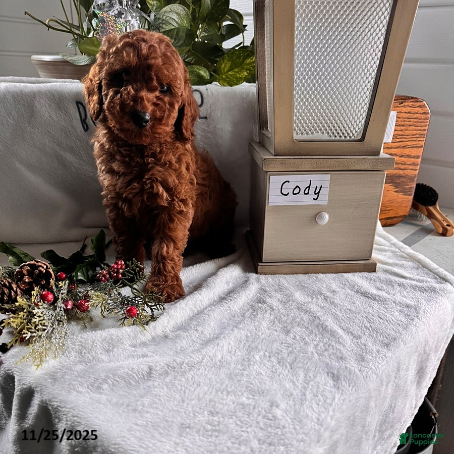Miniature Poodle dogs Cody - Ad 26