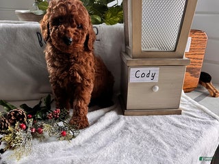 Miniature Poodle dogs Cody - Ad 6
