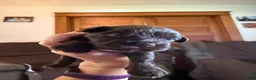 Mixed Breed dogs for sale: Missy - Ad 4