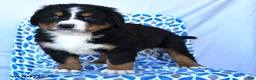 Bernese Mountain Dog dogs for sale: Junior - Ad 3