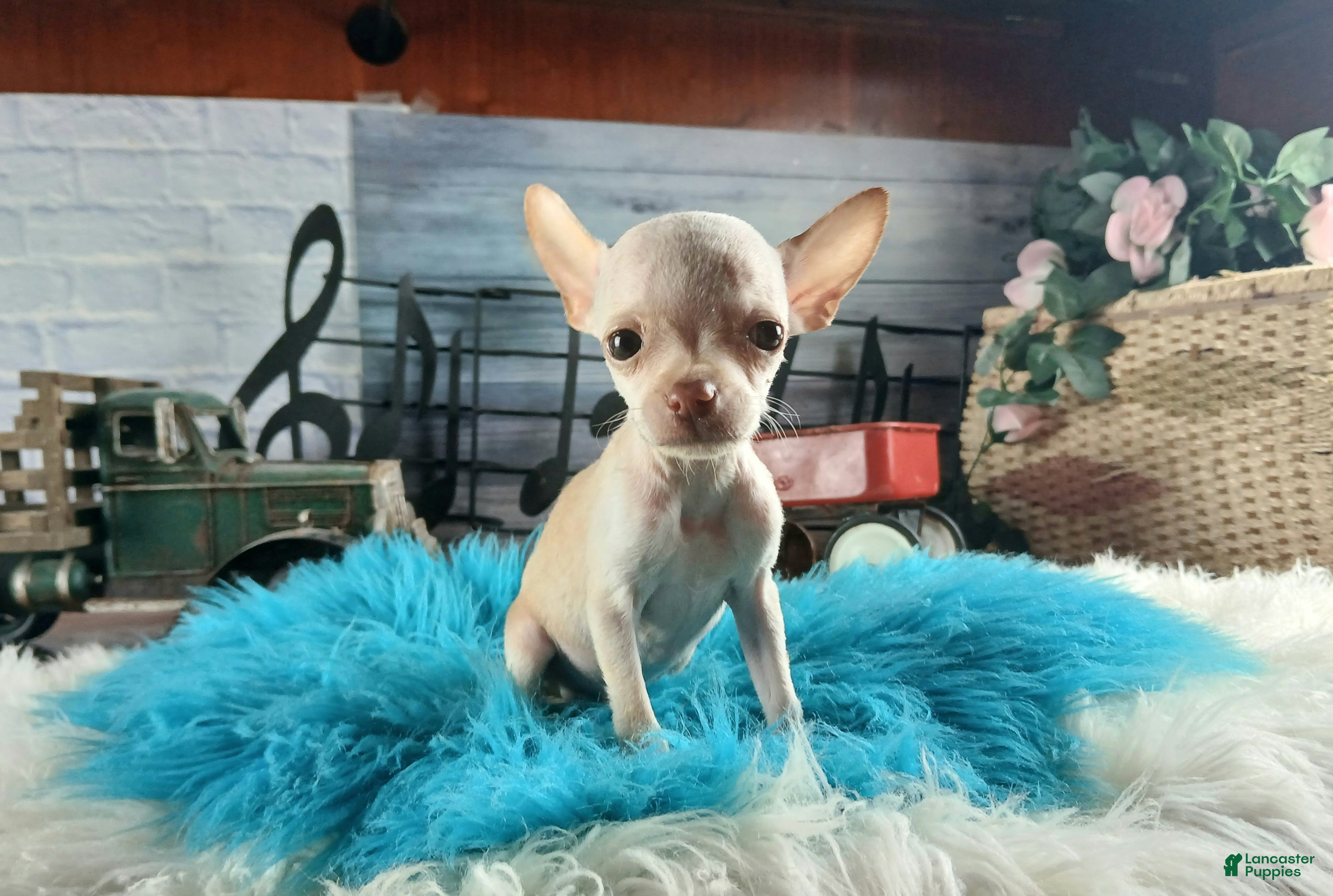 Chihuahua dogs Vanillas Teacup Boy. Hand Delivery  - Ad 37