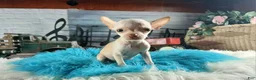 Chihuahua dogs for sale: Vanillas Teacup Boy. Hand Delivery  - Ad 1