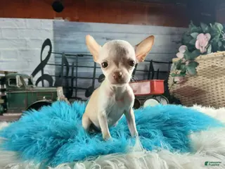 Chihuahua dogs Vanillas Teacup Boy. Hand Delivery - Ad 13