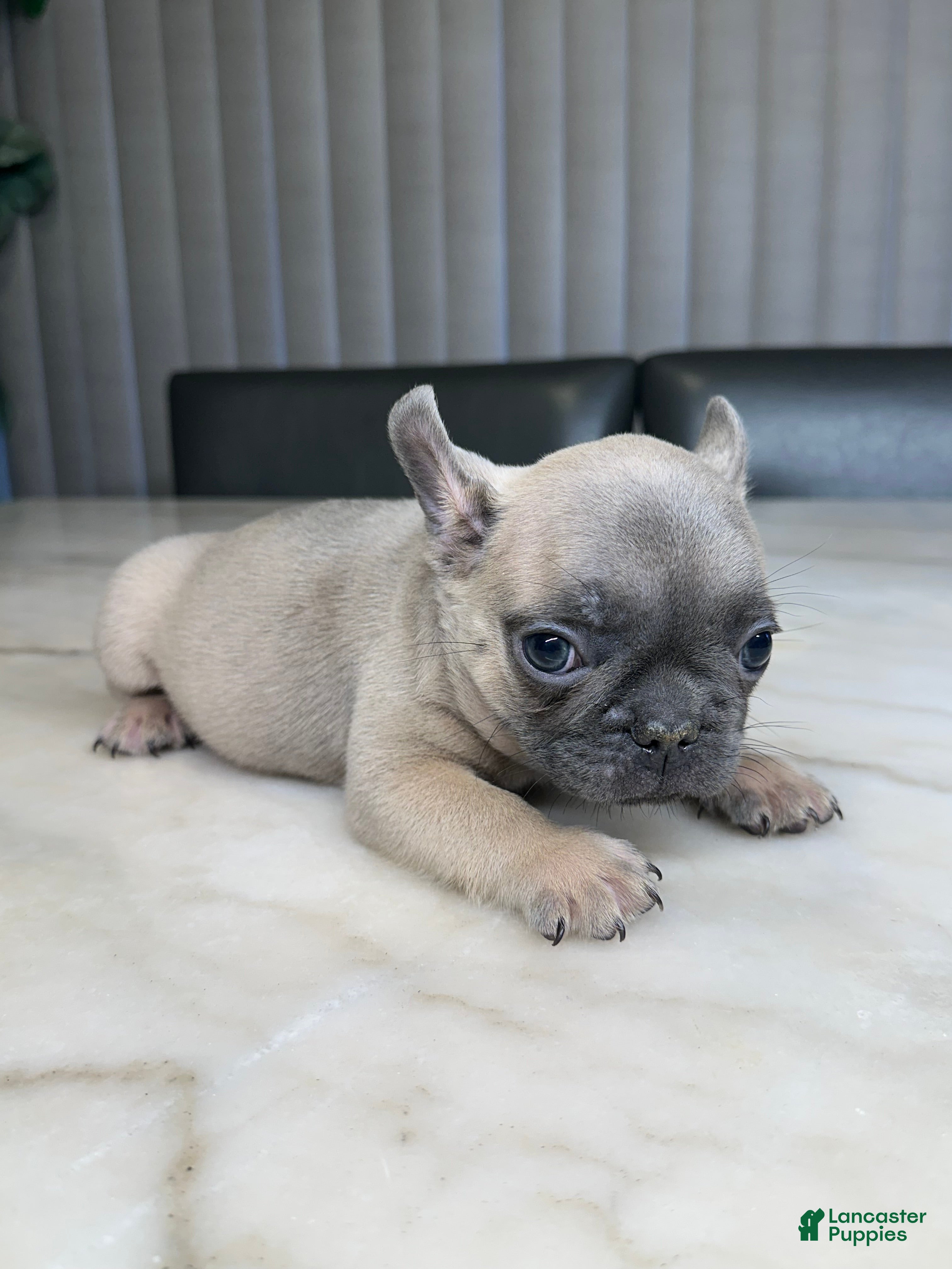 French Bulldog dogs French Bulldog 1 - Ad 23