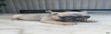 French Bulldog 1